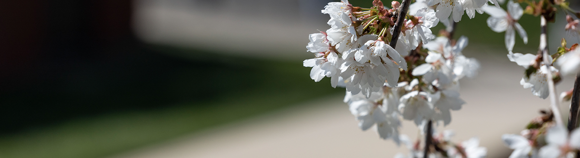 Staff Resources header